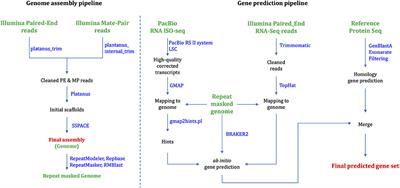 The Draft Genome Sequence of a New Land-Hopper Platorchestia hallaensis